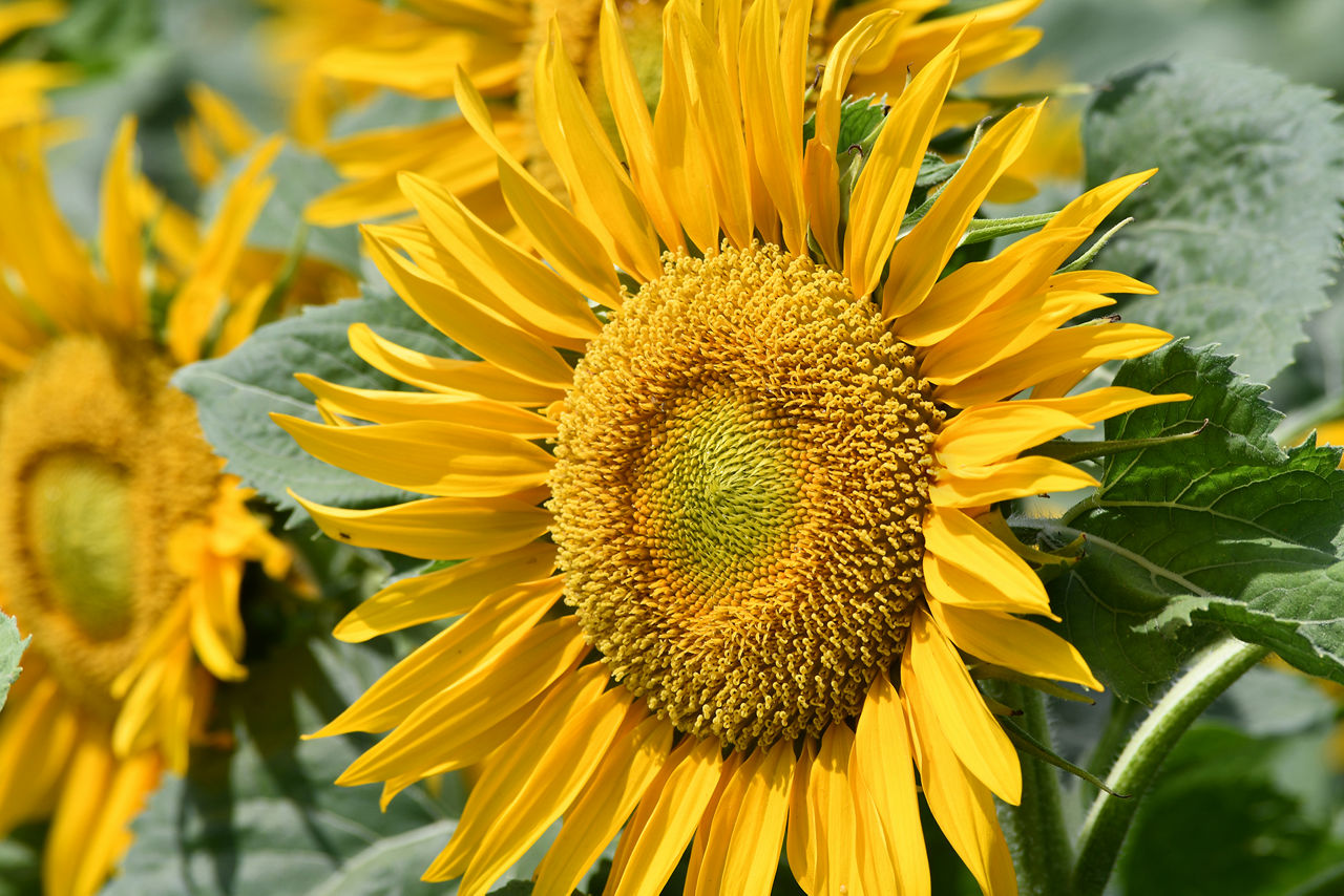 Fiore di un ibrido di girasole Pioneer