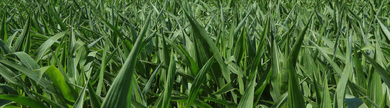 CornField