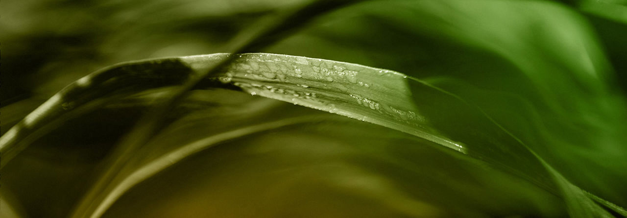 Crop leaf