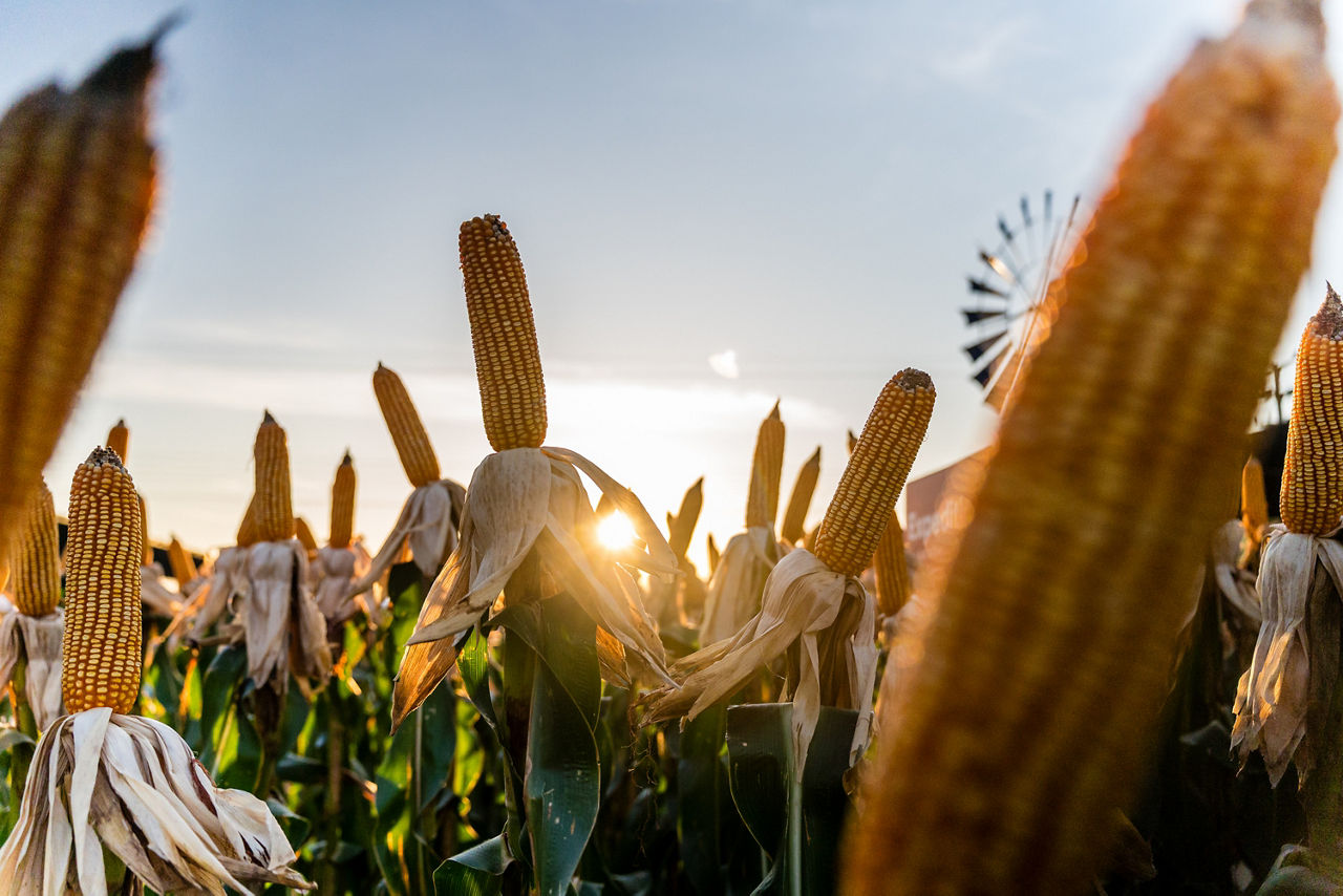 Vista em contraluz de várias espigas de milho maduras num campo, com a palha seca aberta a revelar os grãos amarelos. O sol brilha no horizonte por entre os milharais, criando um reflexo dourado. Em primeiro plano, do lado direito e no canto superior esquerdo, surgem espigas desfocadas em grande plano, enquanto ao fundo sobressai a silhueta de um moinho de vento agrícola contra o céu claro.
