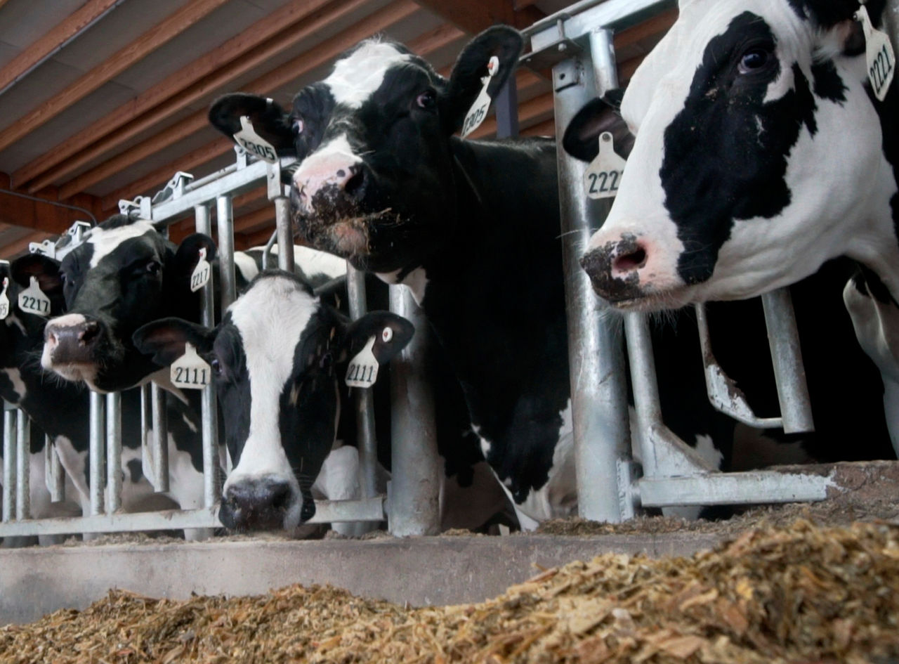 Dairy cows eating silage