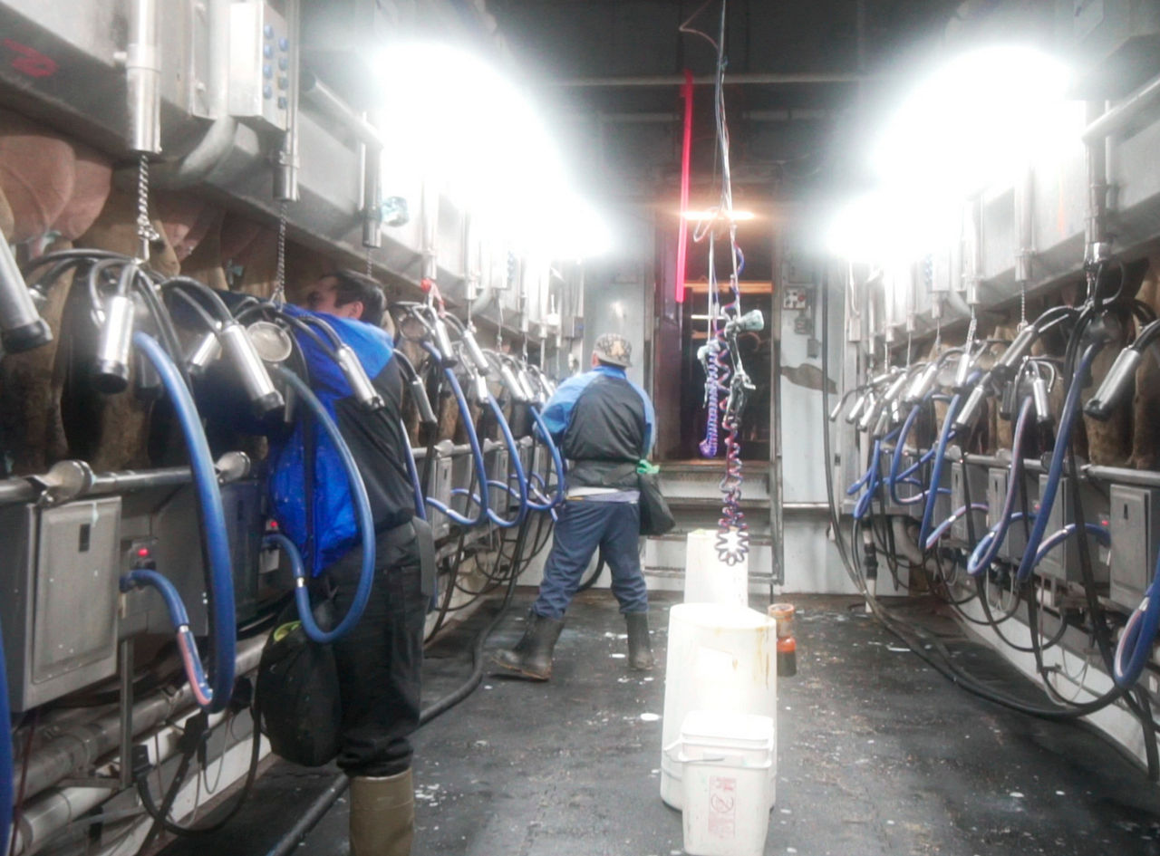 Feltz Family Farm milking parlour