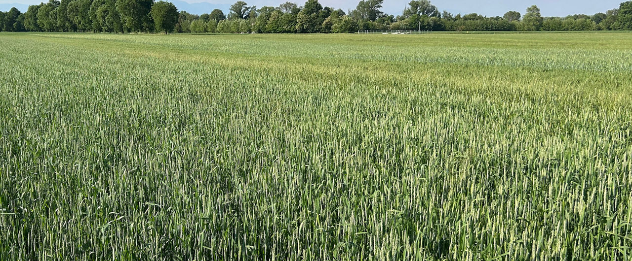 Cereali ad uso foraggero e bioenergetico