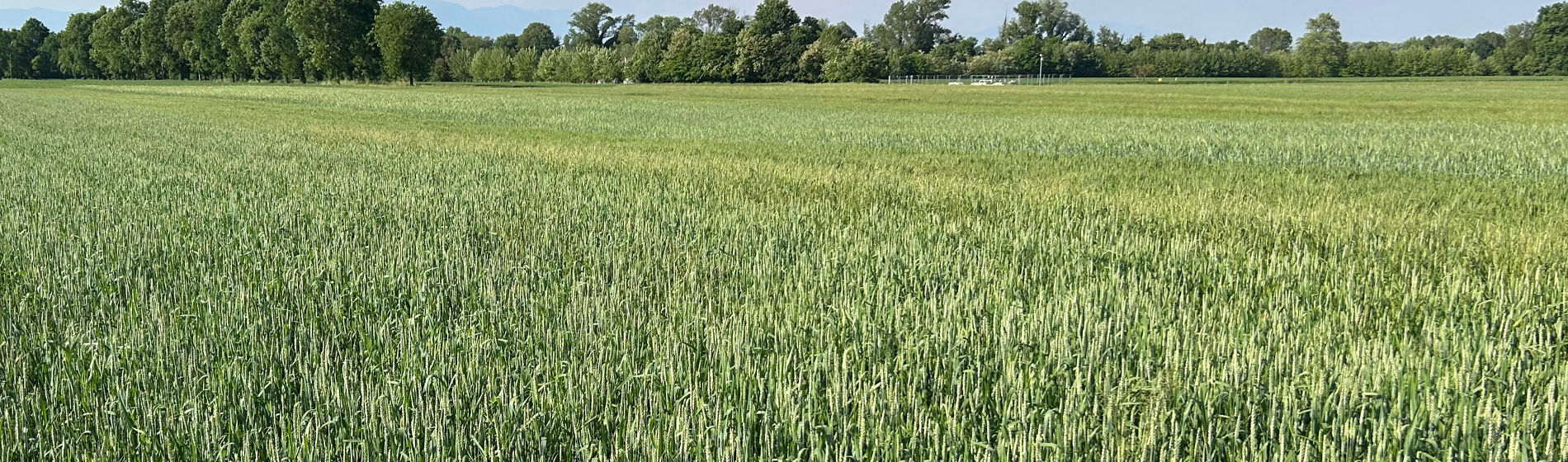 Banner dei cereali foraggeri Pioneer