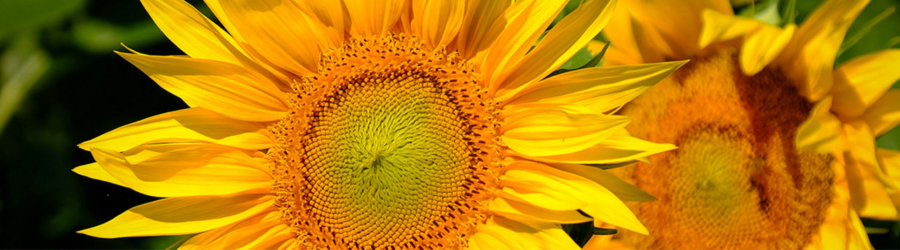 IMG_GIRASOLE-GENERALE_D