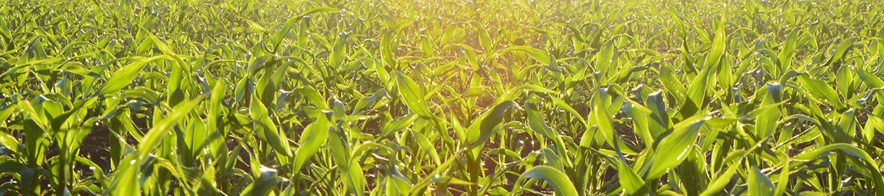 Cultivo de maiz