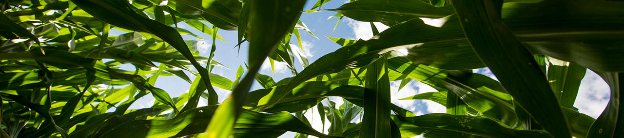 Primer plano de cultivo de maiz