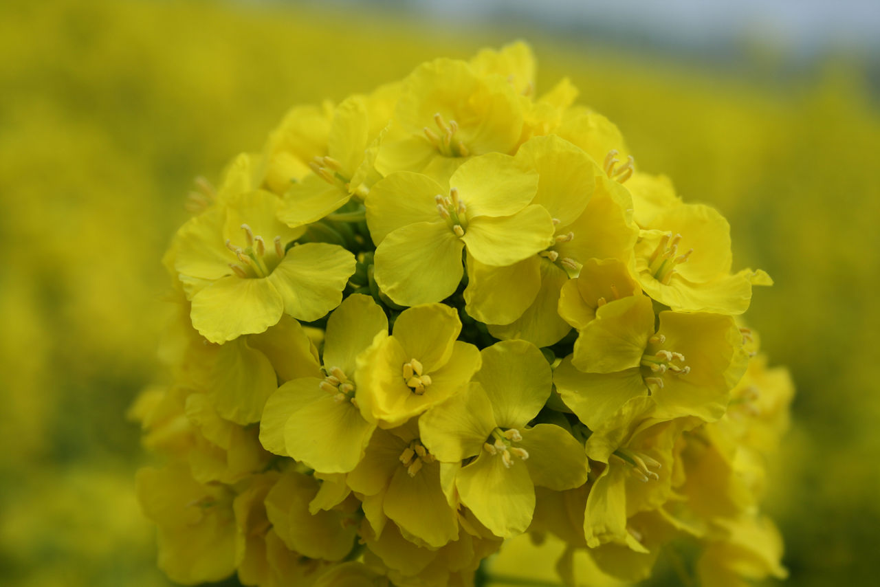 fiore di colza