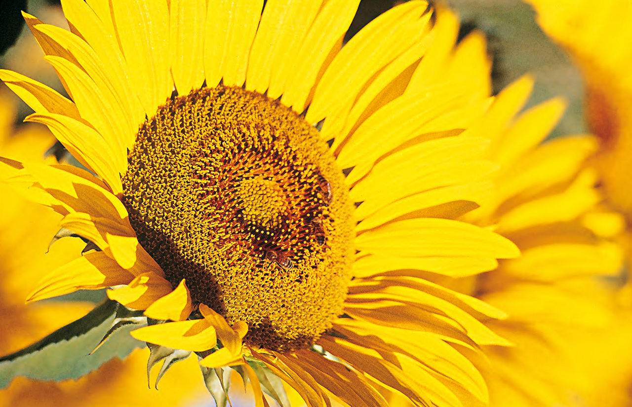 fiore di girasole
