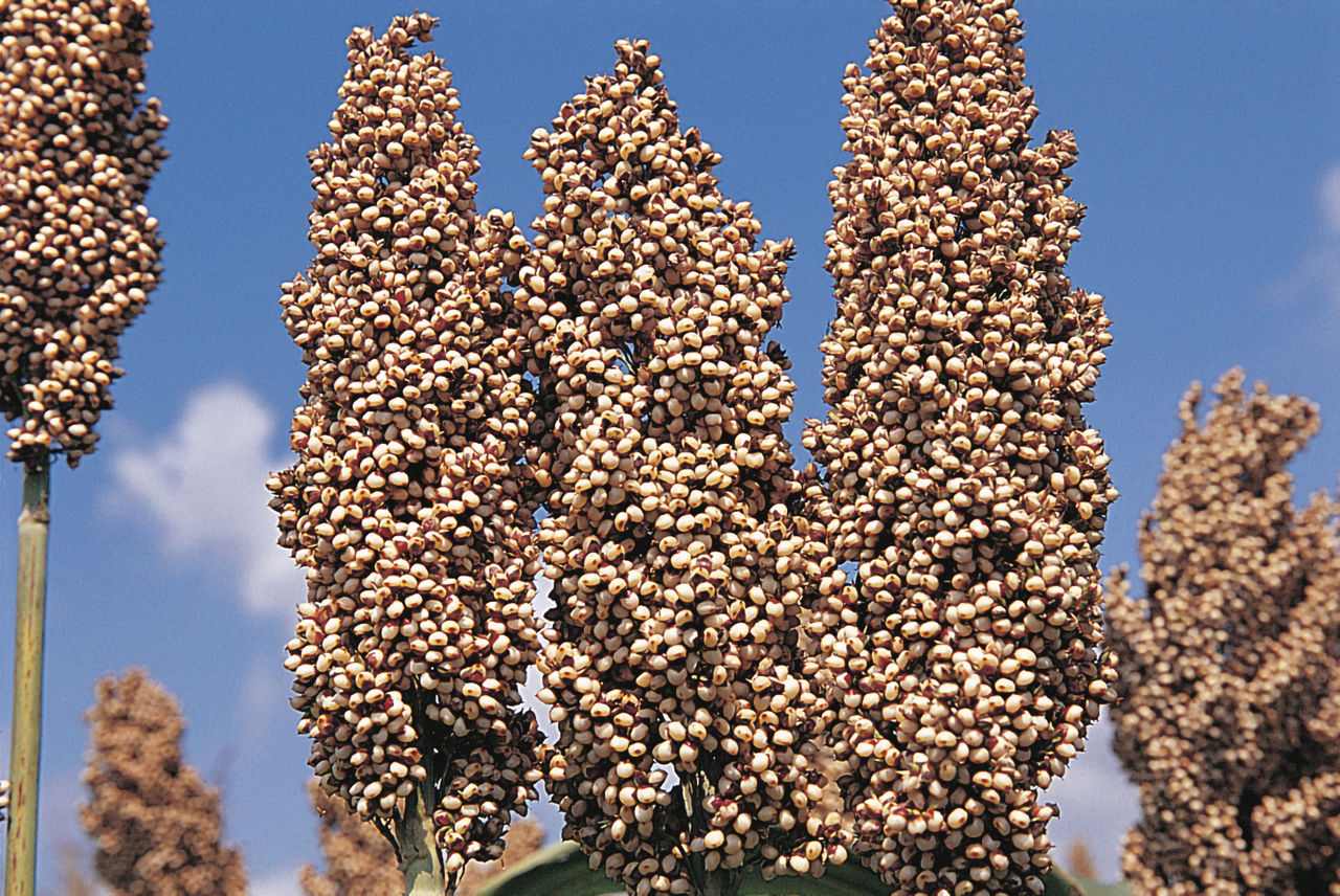 panicolo di sorgo