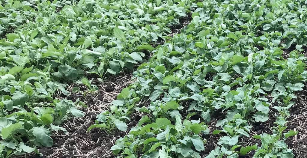 InVigor L252