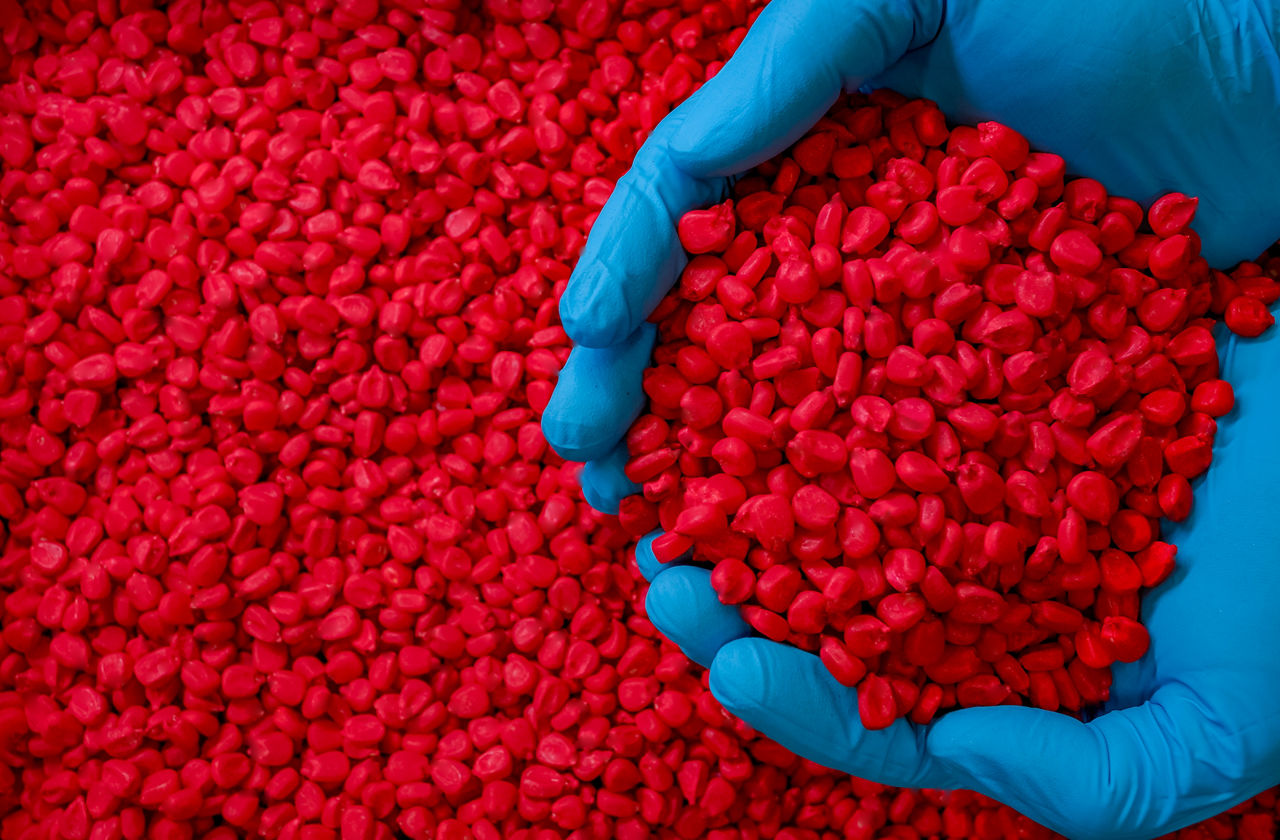 Vista superior em grande plano. Duas mãos com luvas de proteção azuis seguram uma grande quantidade de sementes de milho tratadas de cor vermelho-intensa, sobre uma pilha uniforme das mesmas sementes ao fundo.