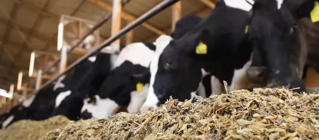 Vacas leiteiras se alimentando com silagem