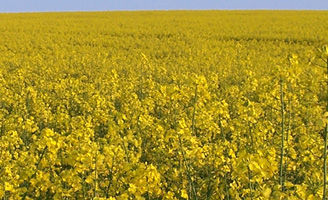 oilseed rape in flower