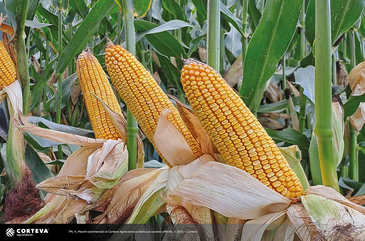 Immagine di spighe dell'ibrido Pioneer P0551 con i caratteri M3