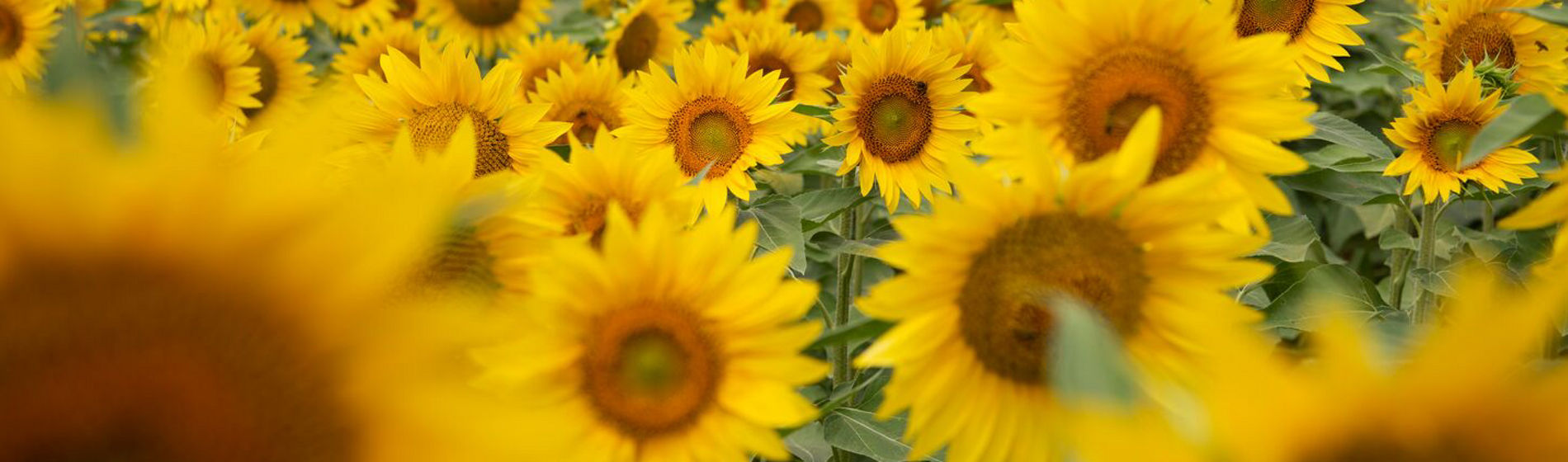 Banner del girasole Pioneer