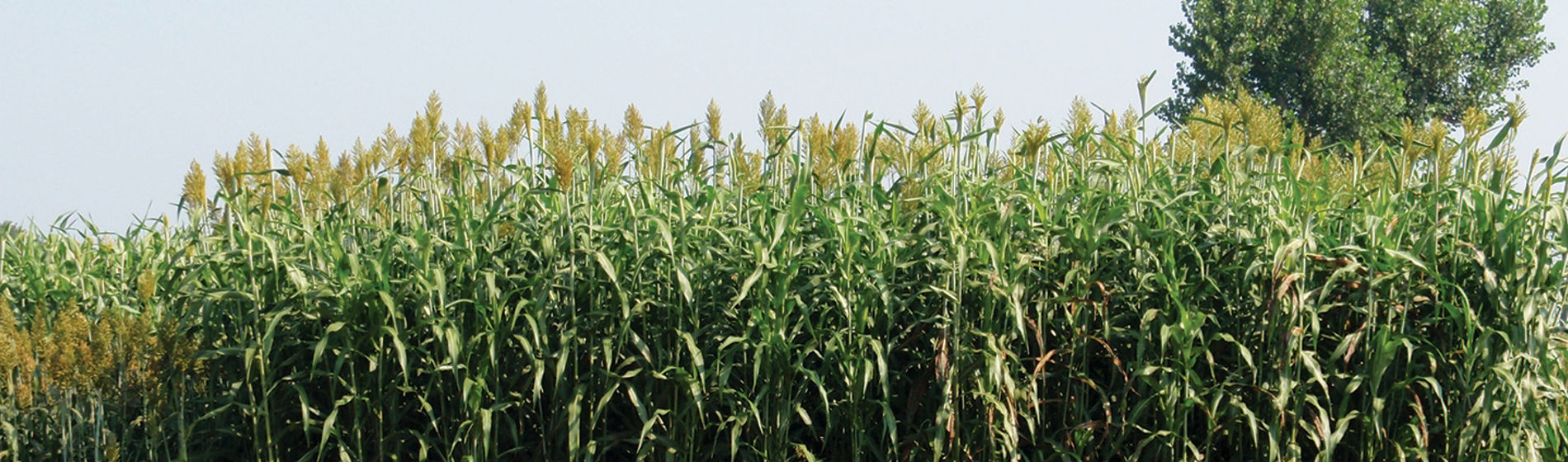 Banner del sorgo Pioneer