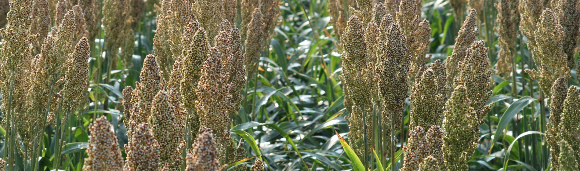 Banner del sorgo Pioneer