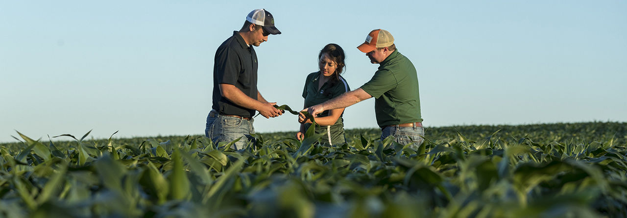 Pioneer rep - examining crop in field.