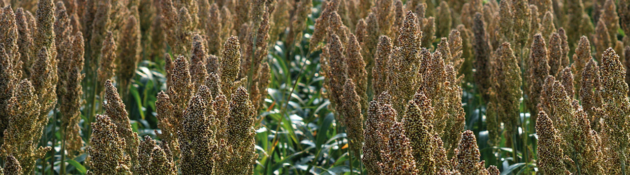 IMG_SORGO 375X375