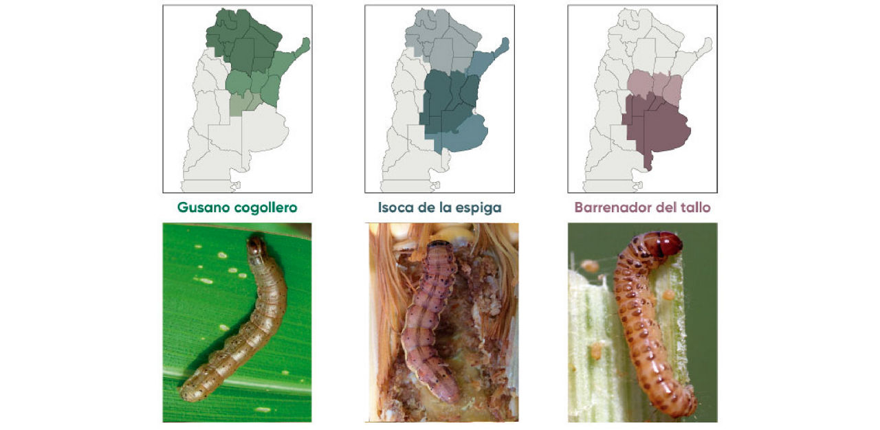 Mapa y oruga