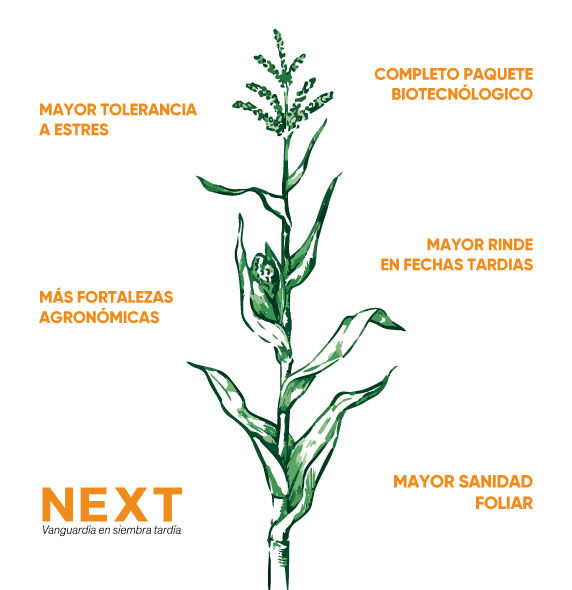 Grafico Next
