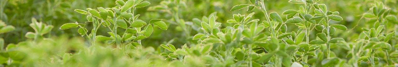 alfalfa desktop