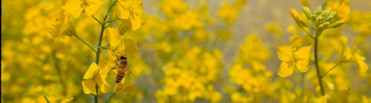 Canola field