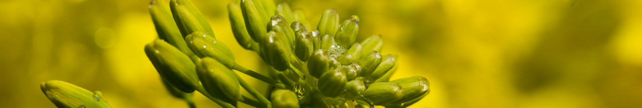 Canola Yellow Flower