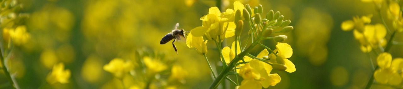 IMG_canola_desktop-Corteva-EU_HR-V1_altText