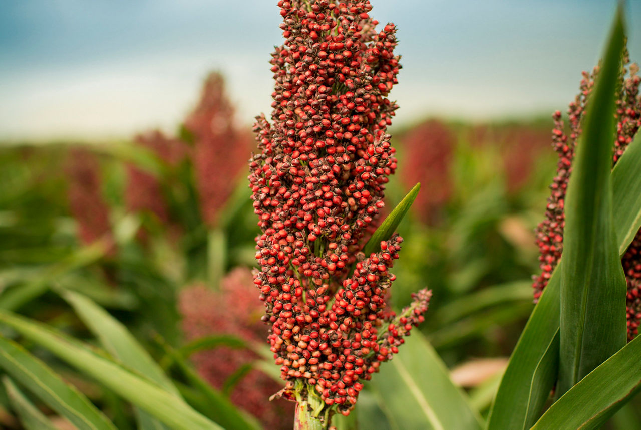 Leading Agronomic and Defensive Packages