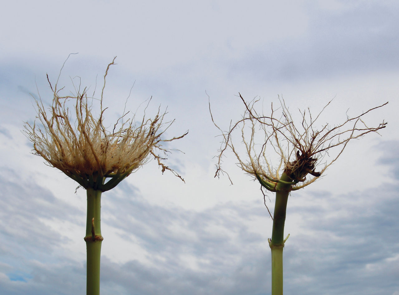 Qrome corn stalk vs. non-bt stalk comparison