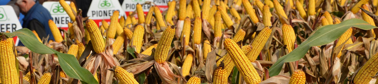 IMG_corn_desktop