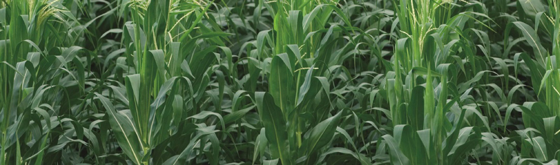 IMG_corn_desktop-Corteva-EU-SI-V1