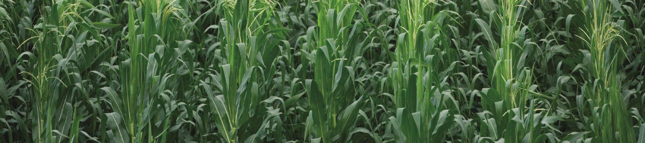 Corn Desktop