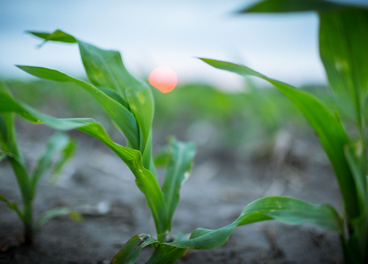 corn beauty