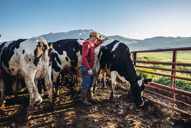 Farmer with cows