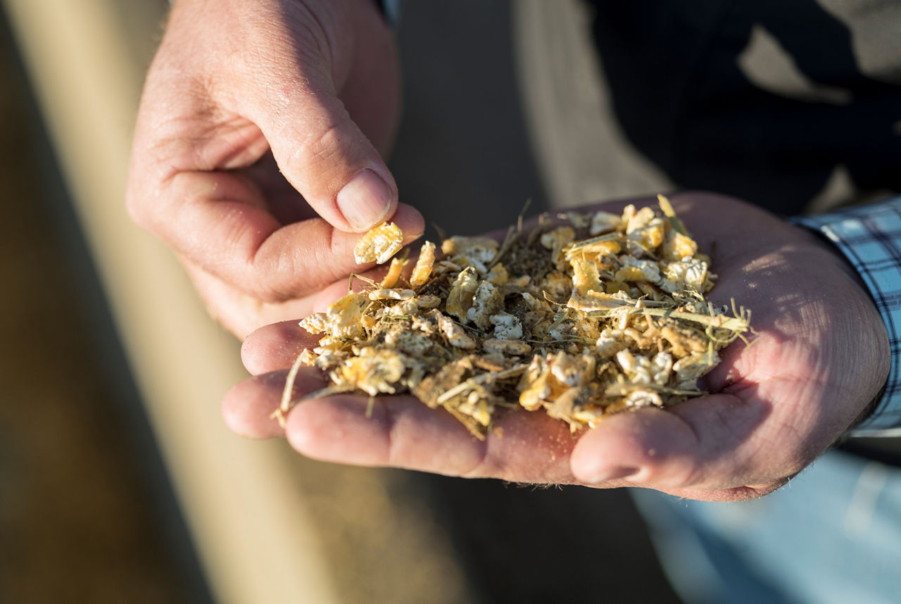 Inspecting silage