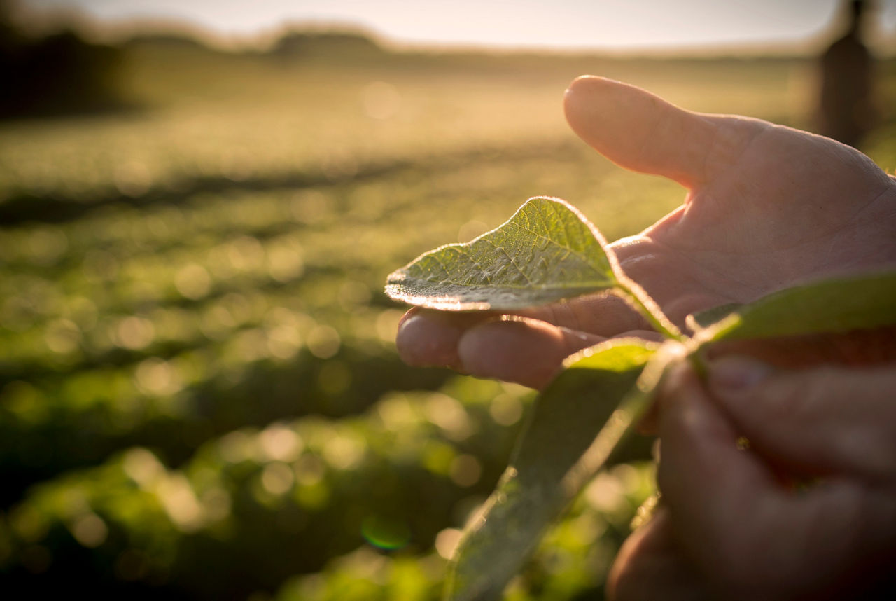 hand holding emergence alfalfa in field