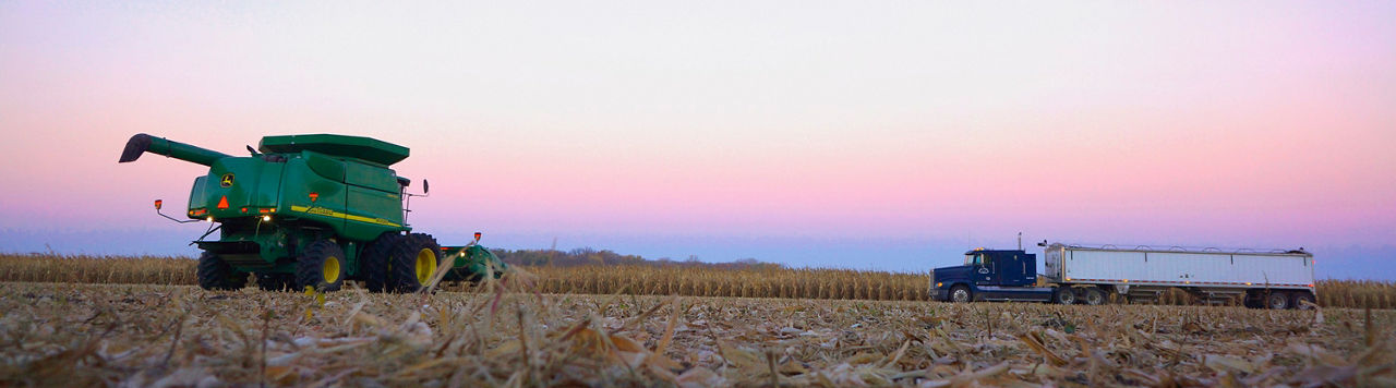 Harvesting corn field