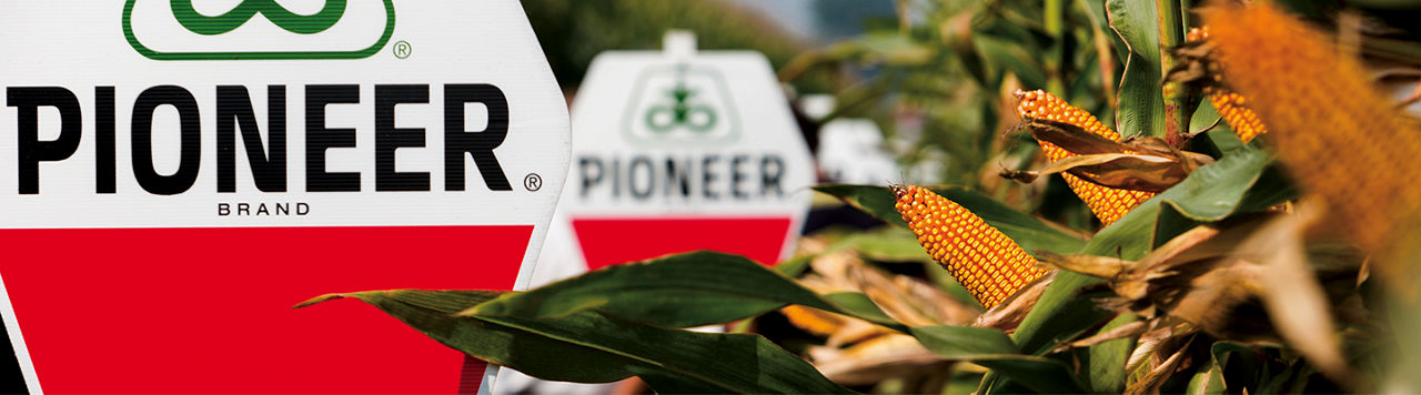 Ibridi di mais Pioneer in campo
