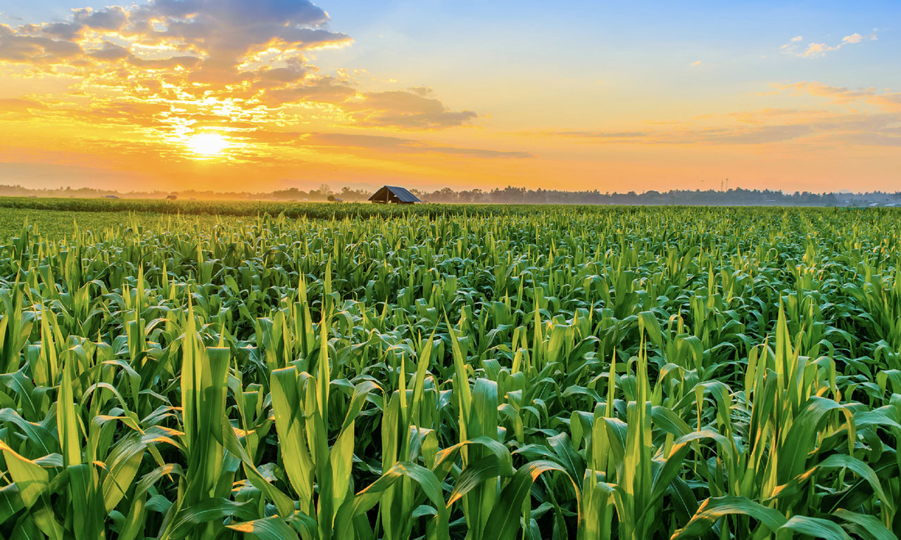 IMG_maize-west_Zambia_new_Pioneer-V1