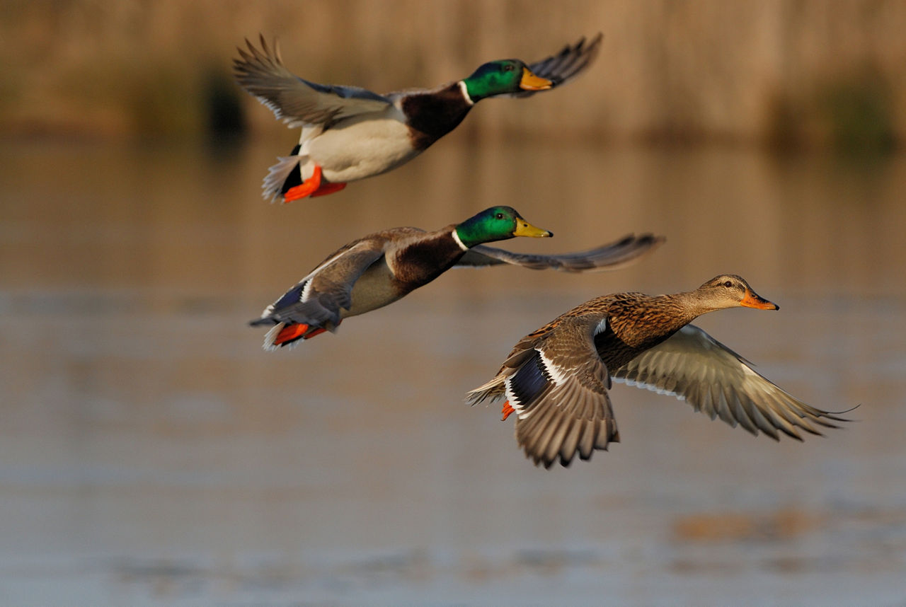Mallard ducks flying above a lake