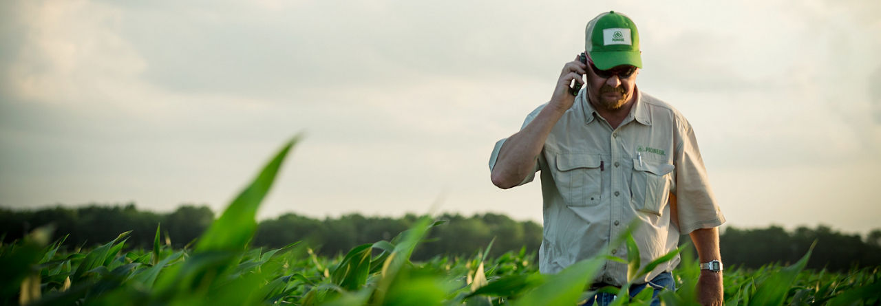 man walking in midseason corn