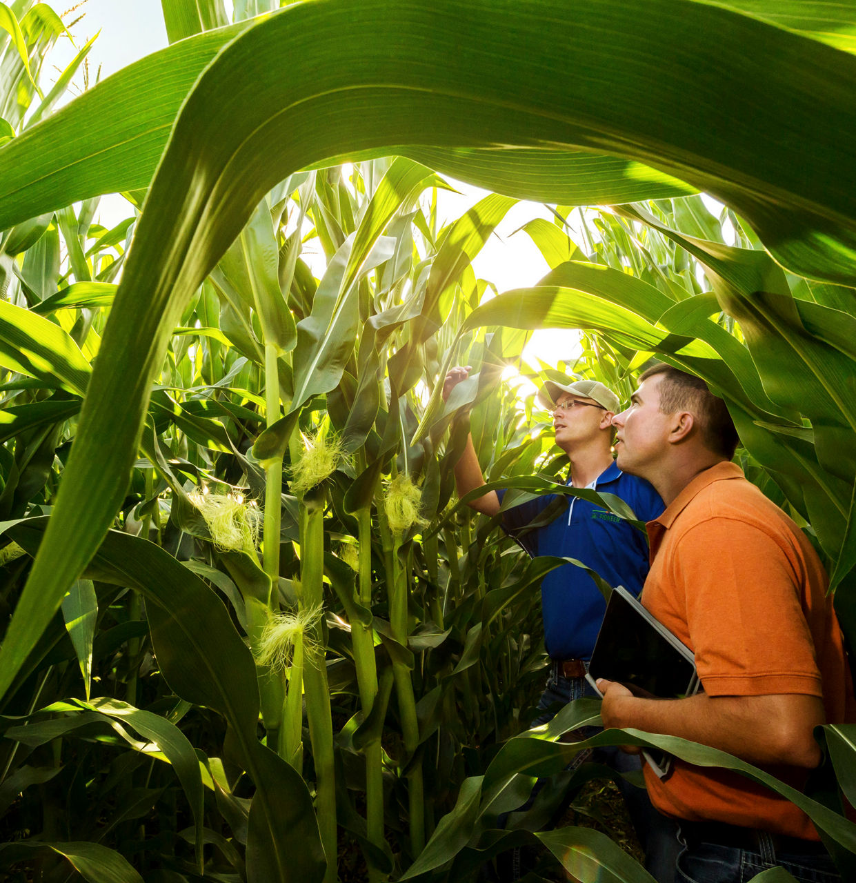 Inspecting corn
