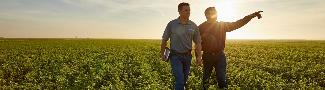 Men walking in alfalfa field