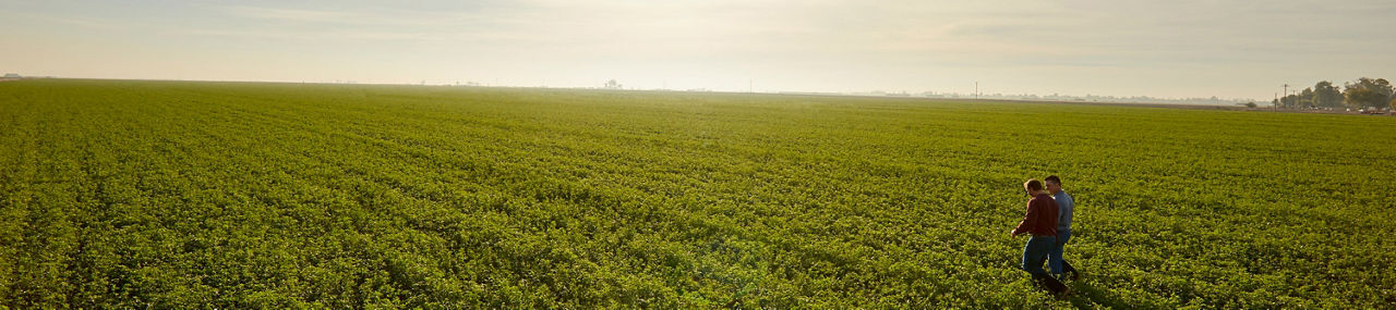 Farmers in a corn field, midseason