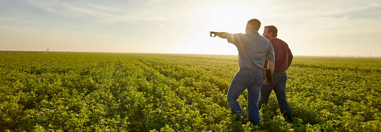 Men walking in alfalfa field