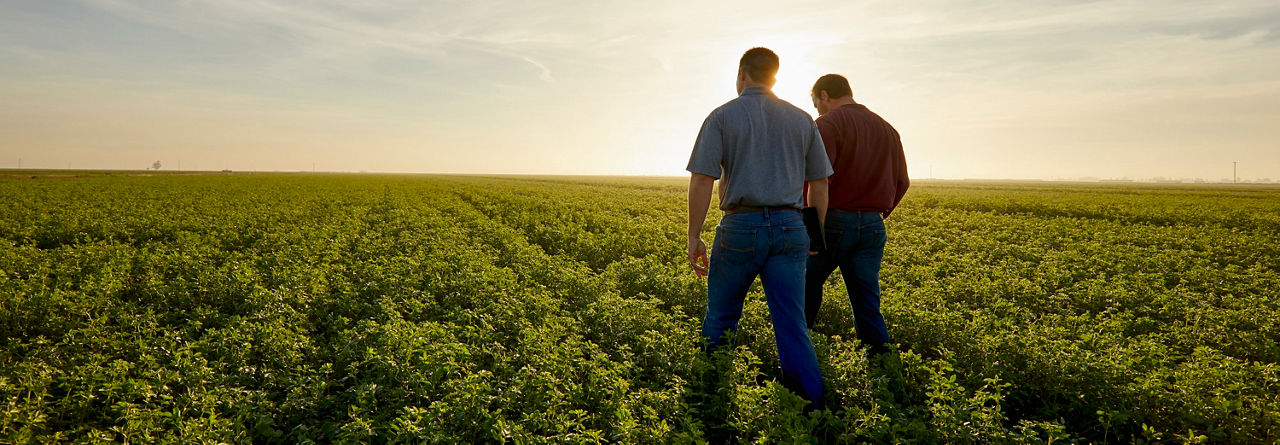 Men walking in midseaon alfalfa field