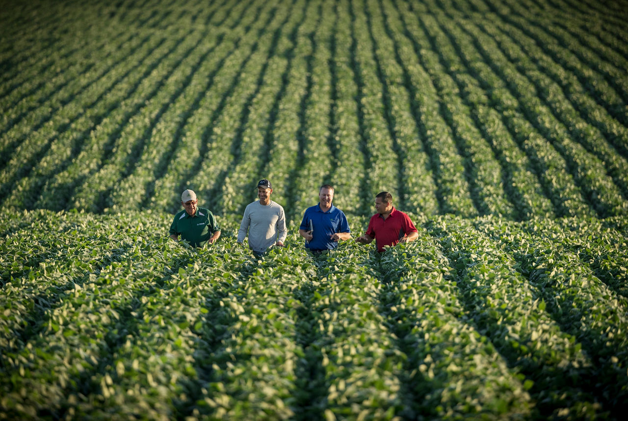 Local Pioneer team walking soybean field